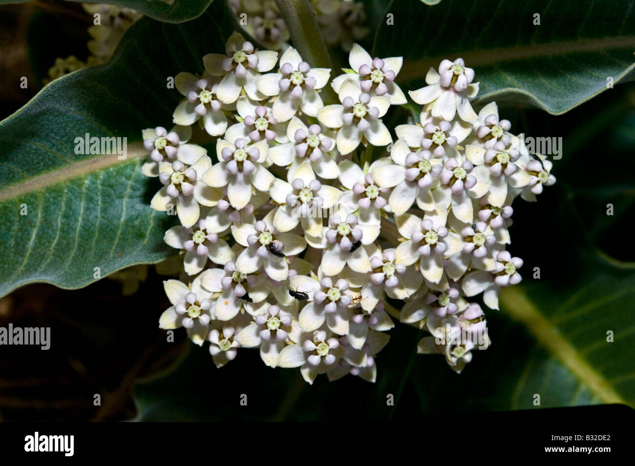 Indian milkweed Stock Photo