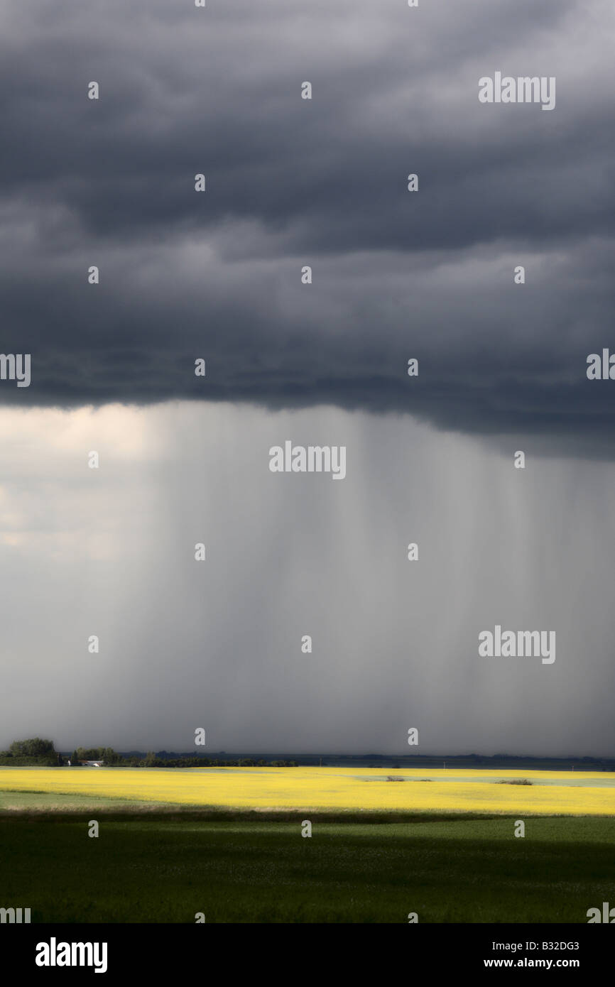 Rain front approaching Saskatchewan canola crop Stock Photo