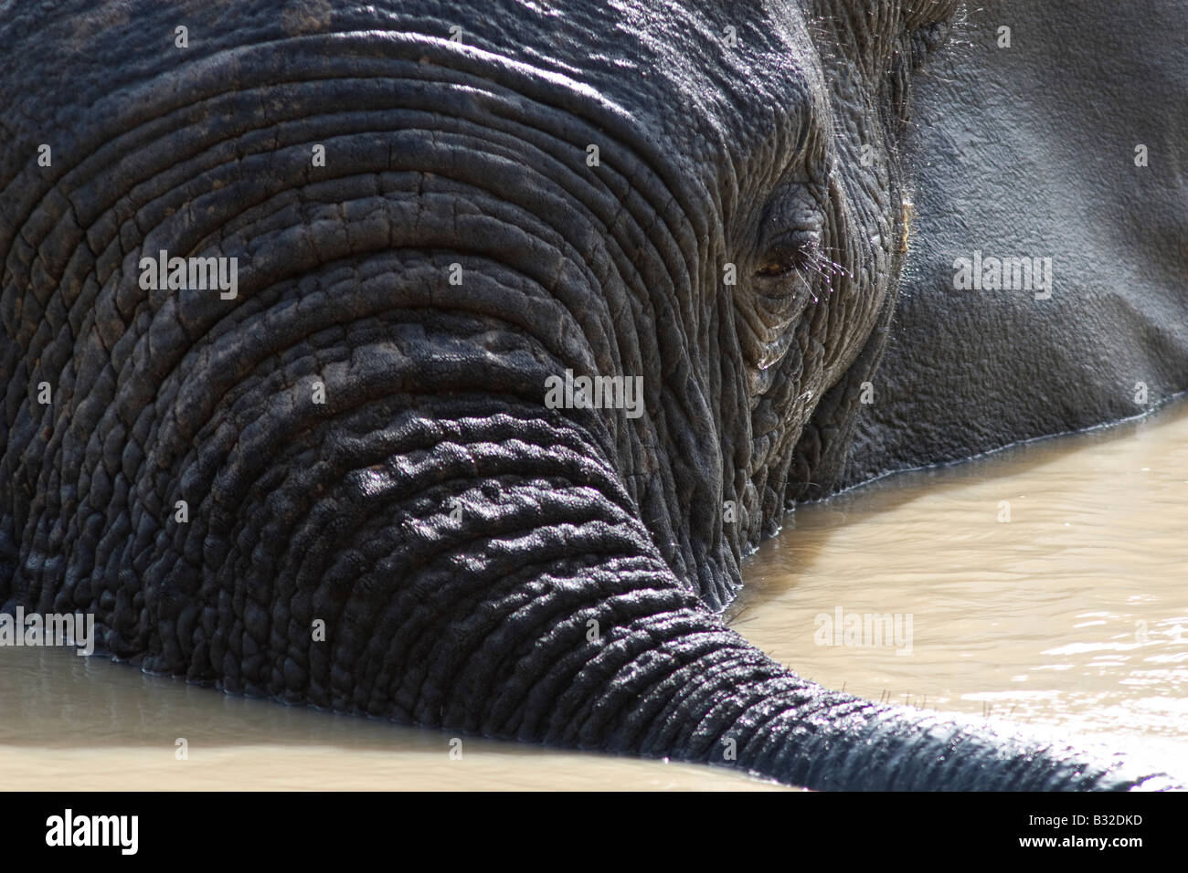 Elephant in water hole in Mole National Park Ghana Stock Photo