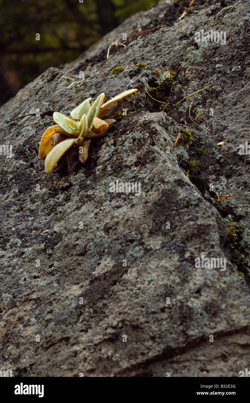 Star shaped green moss close hi-res stock photography and images - Alamy
