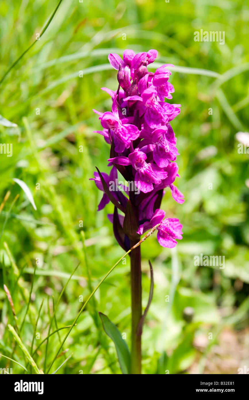 Kitzbühler Horn Aurach Trek: Wild Flowers: Western Marsh Orchid Stock Photo