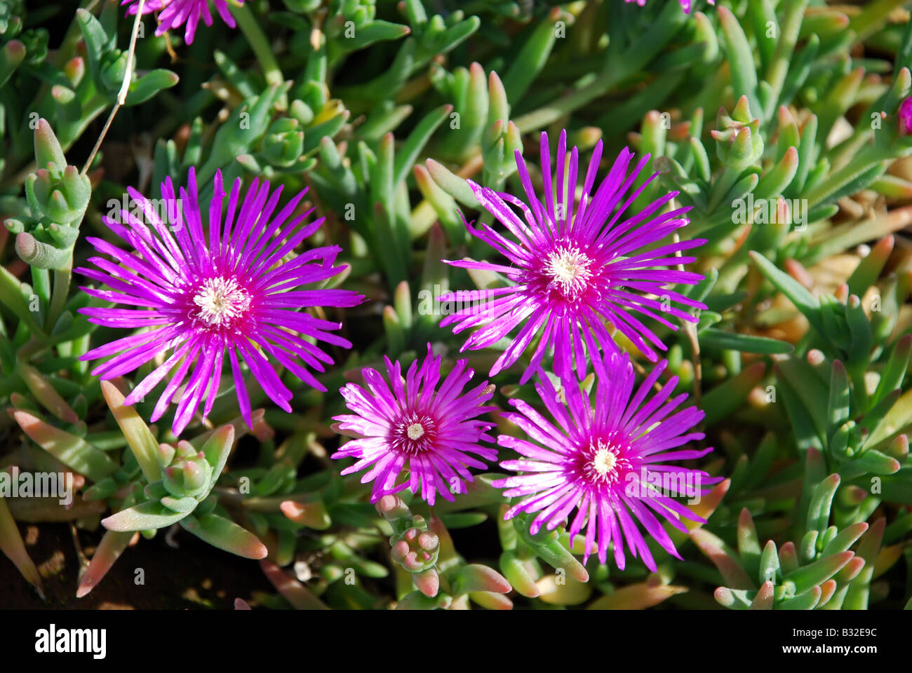 Purple wild flowers in green bush Stock Photo