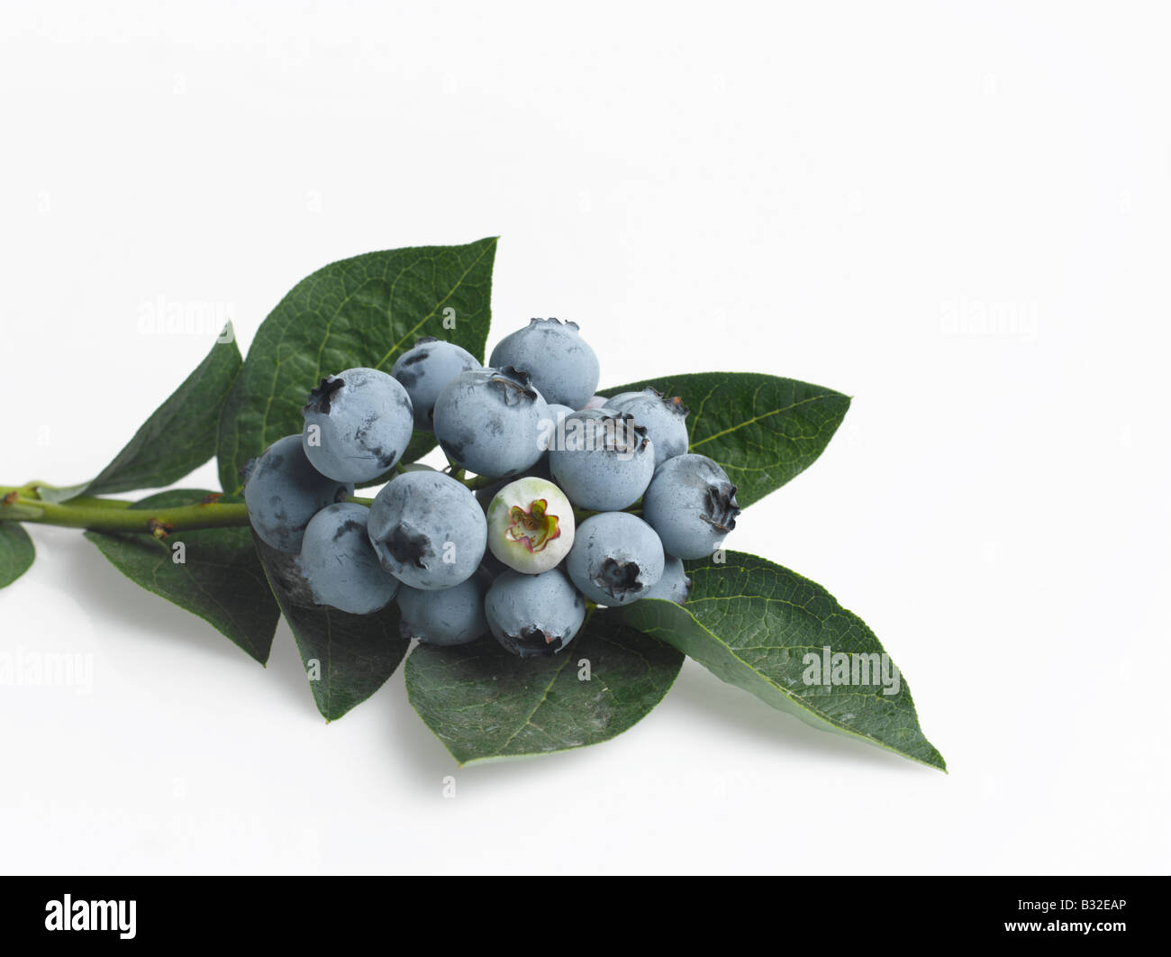 Stem of fresh blueberries cut out on white background Stock Photo