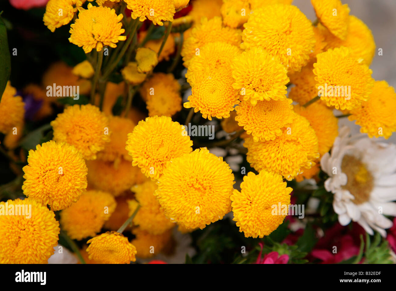 A bunch of yellow flowers Stock Photo Alamy