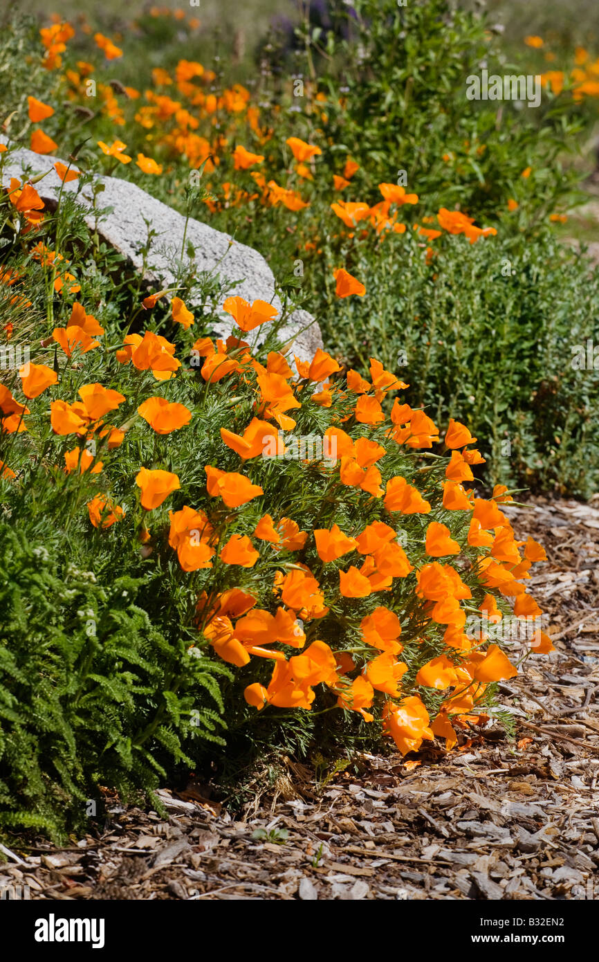 CALIFORNIA POPPIES Eschscholzia californica are the state flower CARMEL VALLEY CALIFORINA Stock Photo