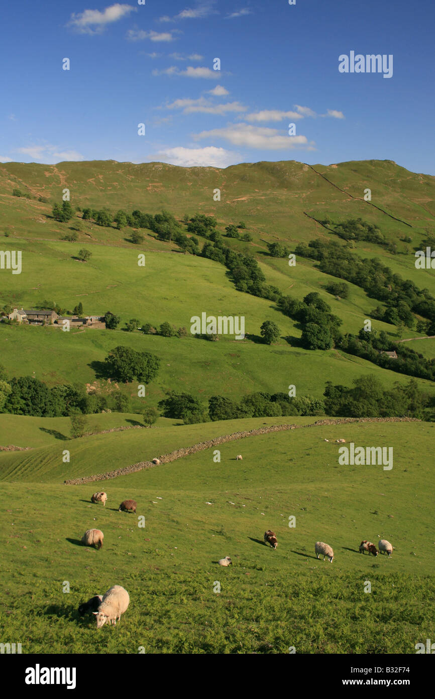 Sheep in a Lake district landscape Stock Photo - Alamy
