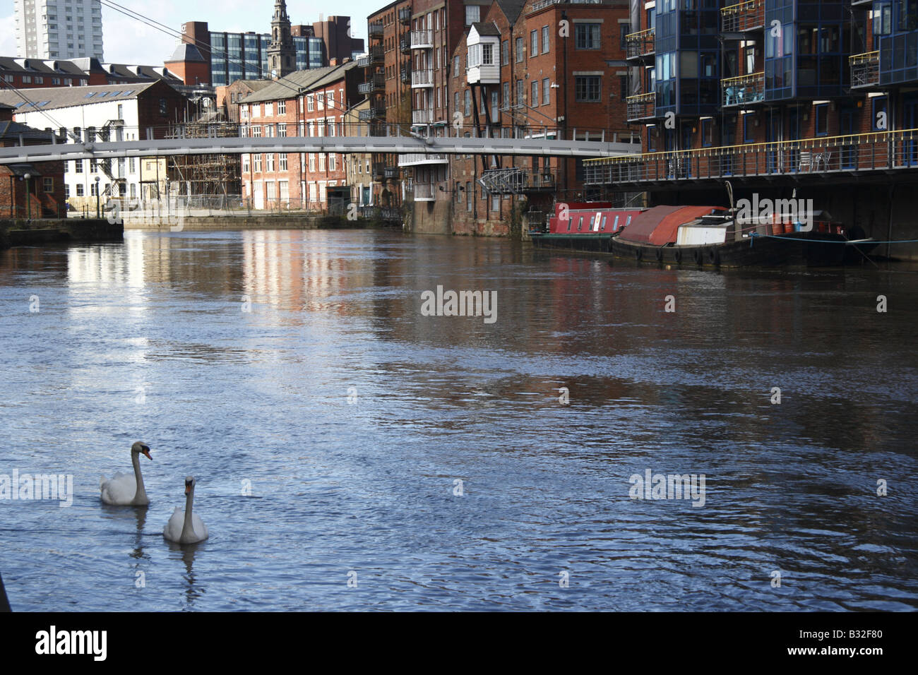 Swans on River Aire at Leeds Stock Photo