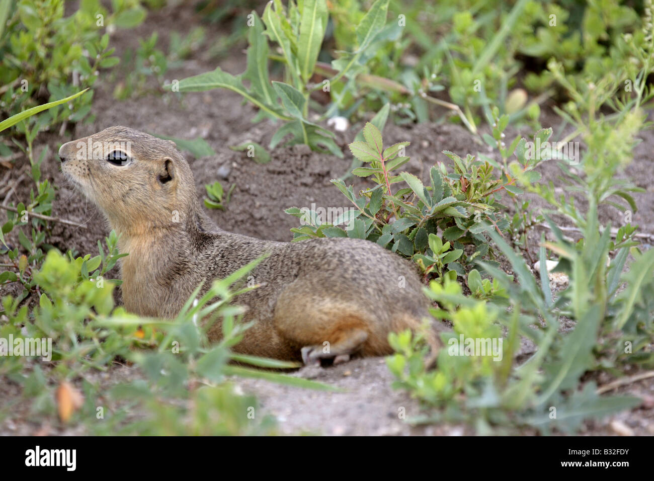 Richardson ground squirrel hi-res stock photography and images - Alamy