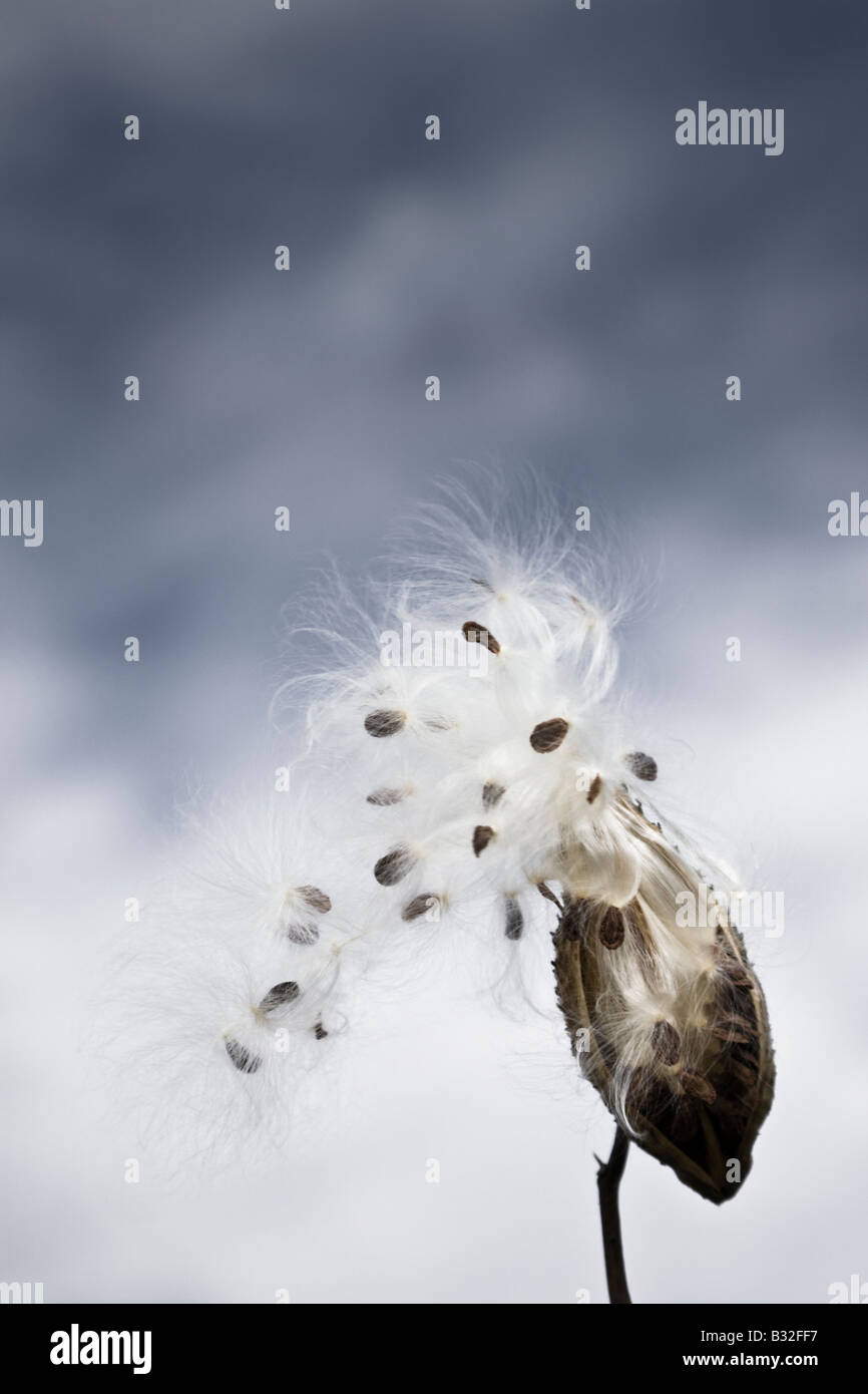 Cloudy sky with Common milkweed pod (ASCLEPIAS SYRIACA, Butterfly flower, Silkweed) with seeds dispersing, blowing in the wind. Stock Photo
