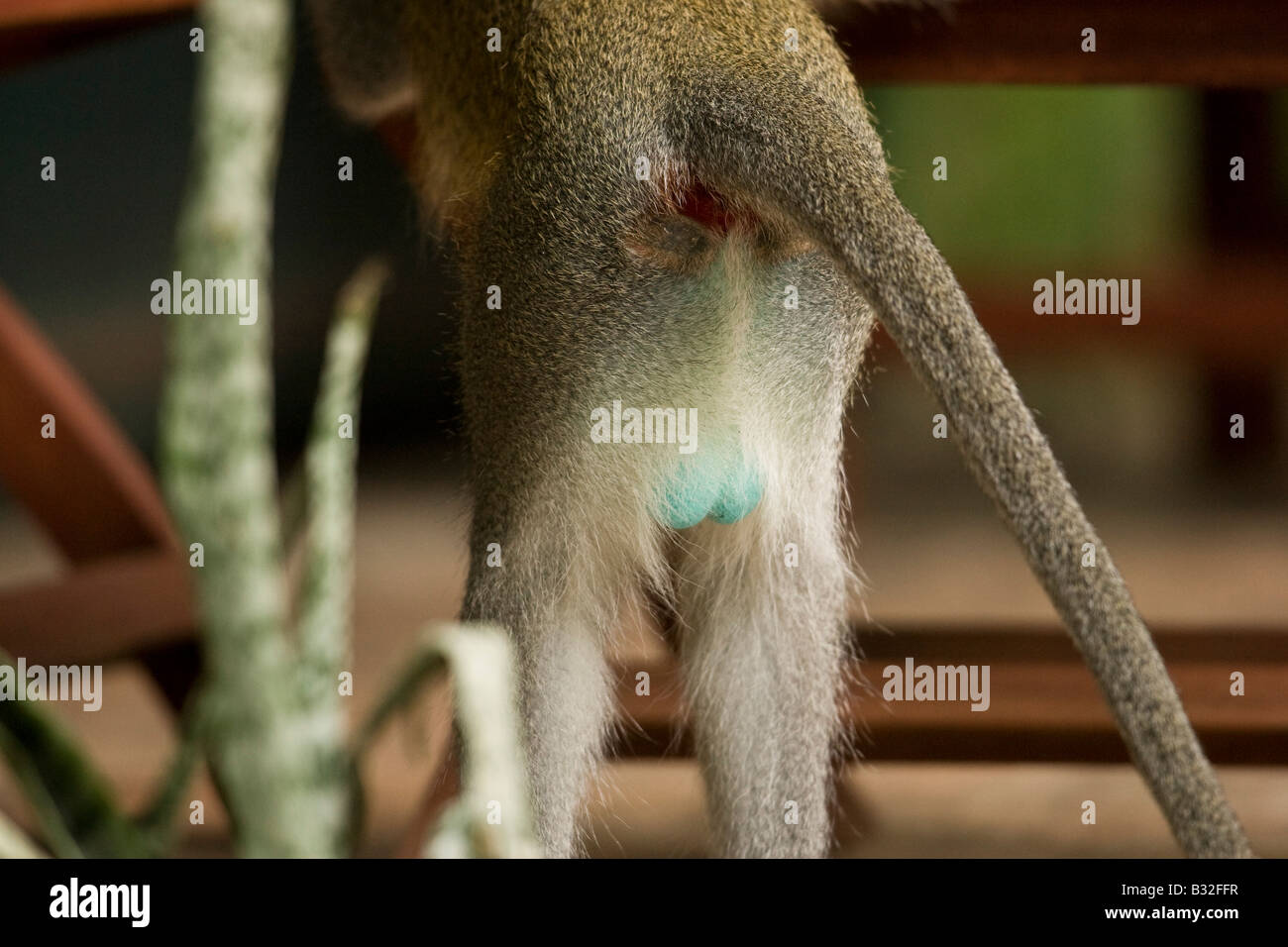 Vervet Monkey (Cercopithecus pygerythrus) with blue testicles Stock Photo -  Alamy