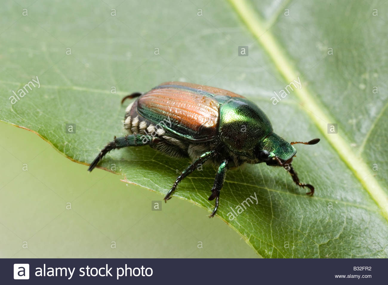 Japanese Beetle Popillia Japonica High Resolution Stock Photography and ...