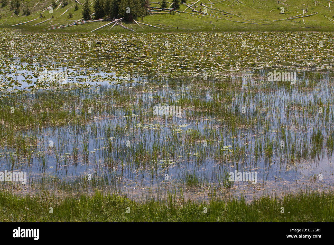 A LILY POND in the IMPERIAL BASIN YELLOWSTONE NATIONAL PARK WYOMING Stock Photo