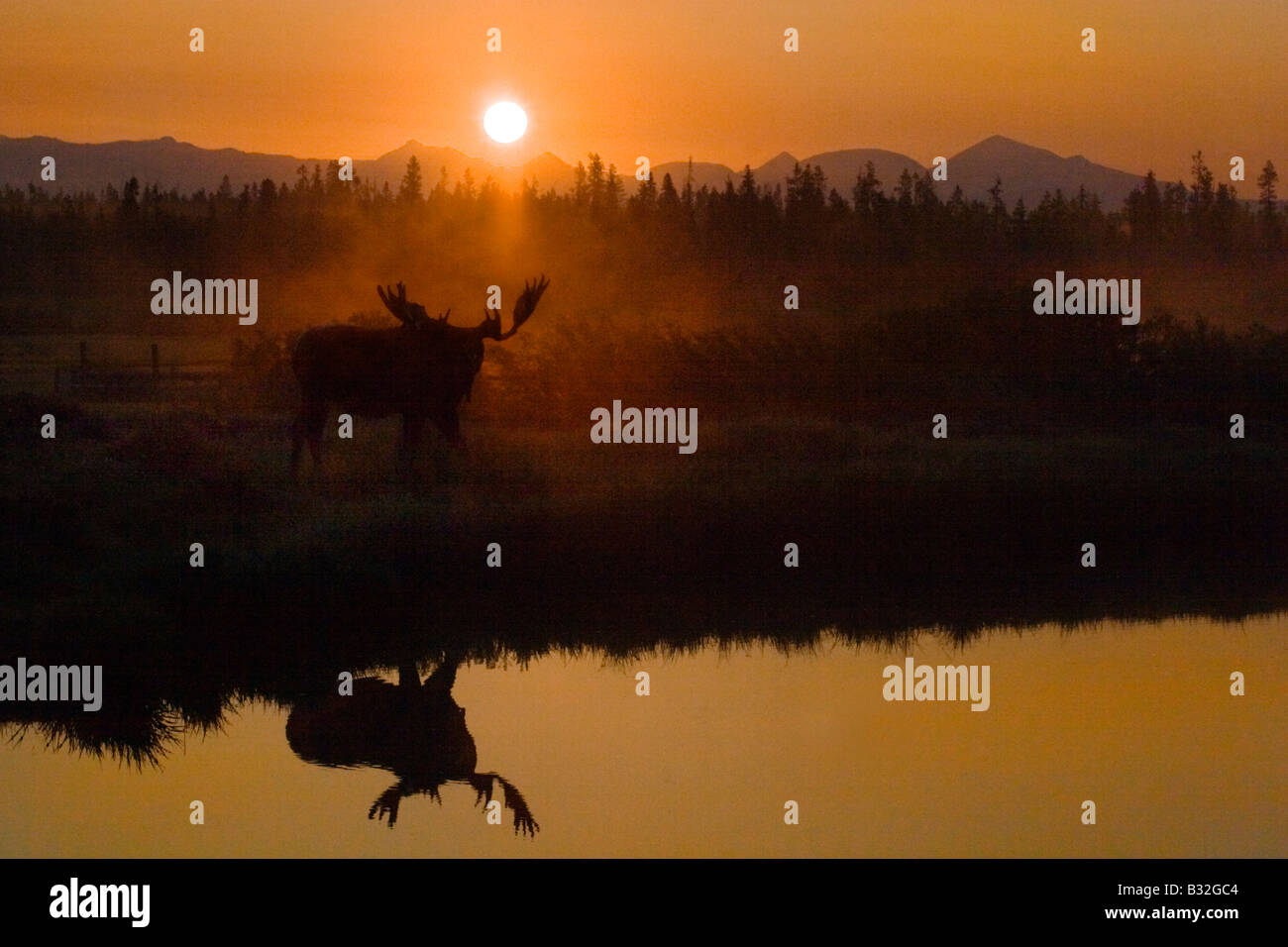 A MOOSE Alces alces on the bank of the YELLOWSTONE RIVER at sunrise YELLOWSTONE NATIONAL PARK WYOMING Stock Photo