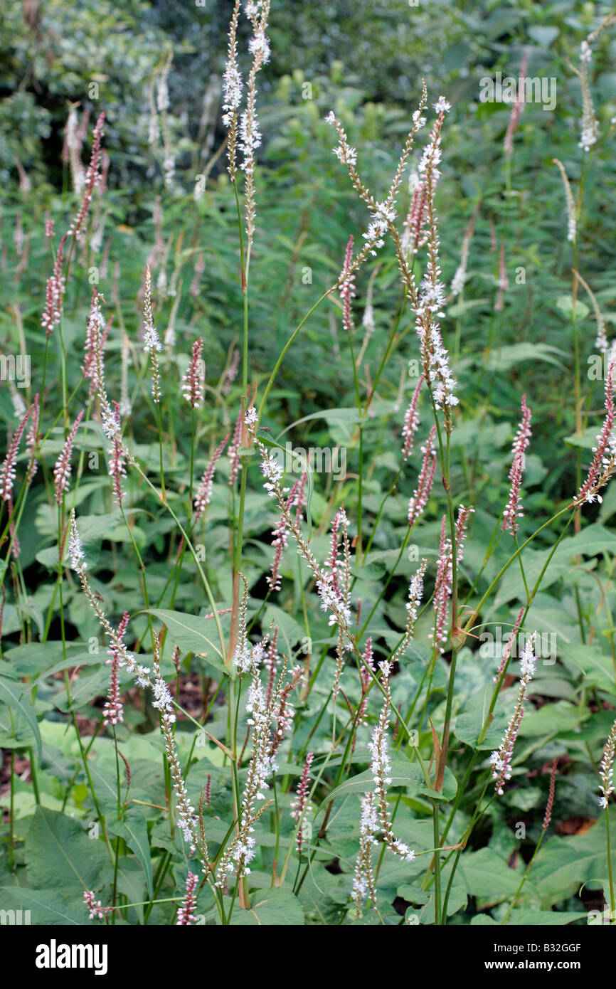 PERSICARIA AMPLEXICAULIS ALBA Stock Photo