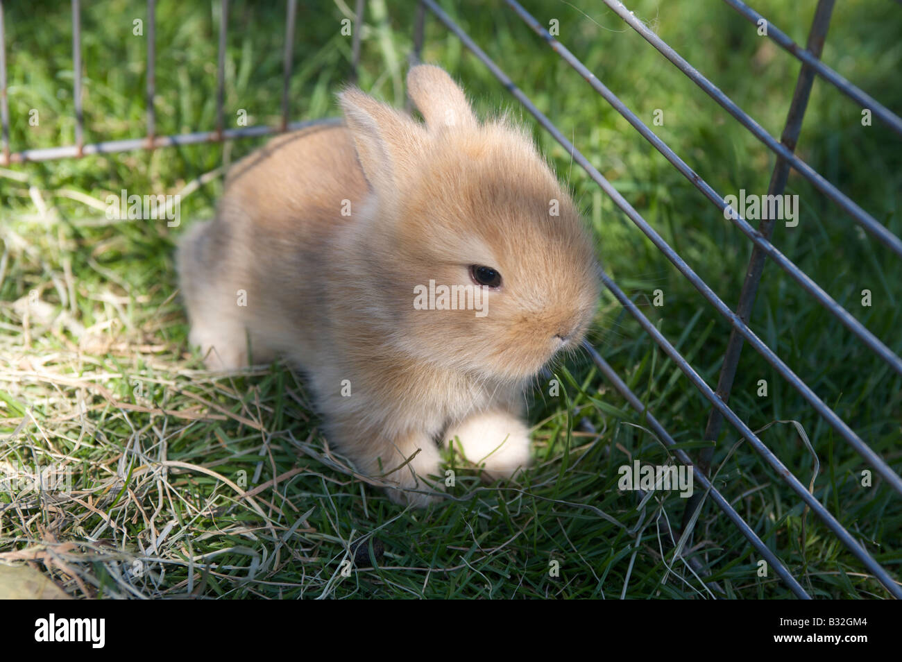 Baby rabbit hi-res stock photography and images - Alamy