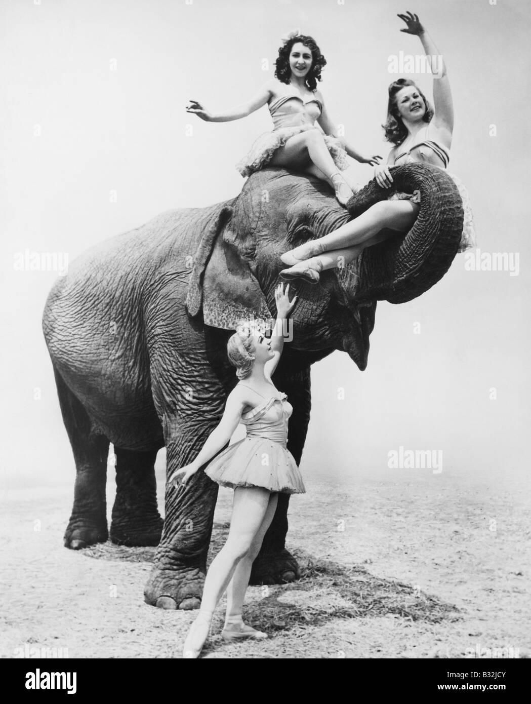Elephants circus balance hi-res stock photography and images - Alamy