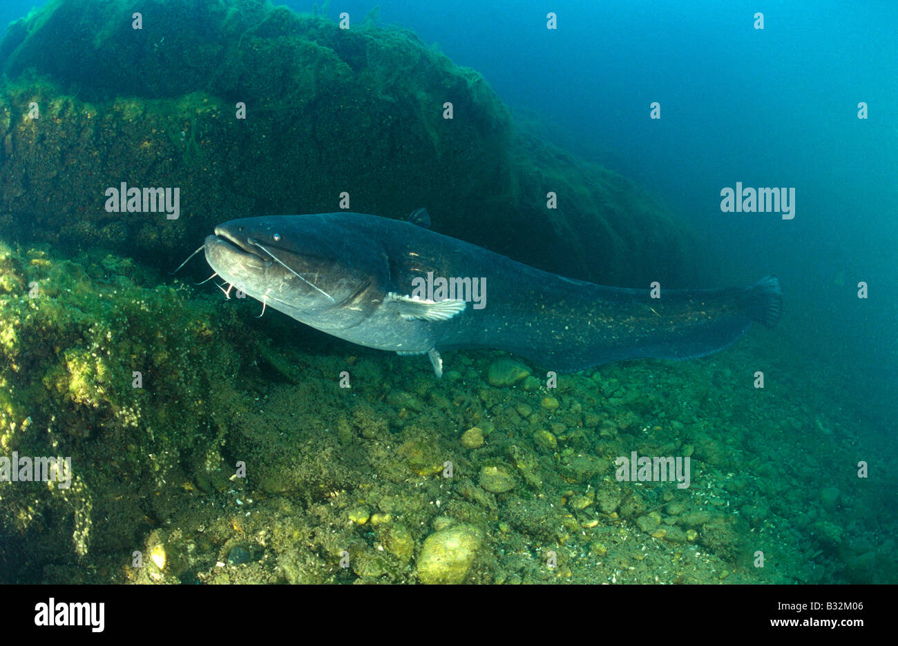 European Catfish, Sheatfish (Silurus glanis), male at nest Stock Photo