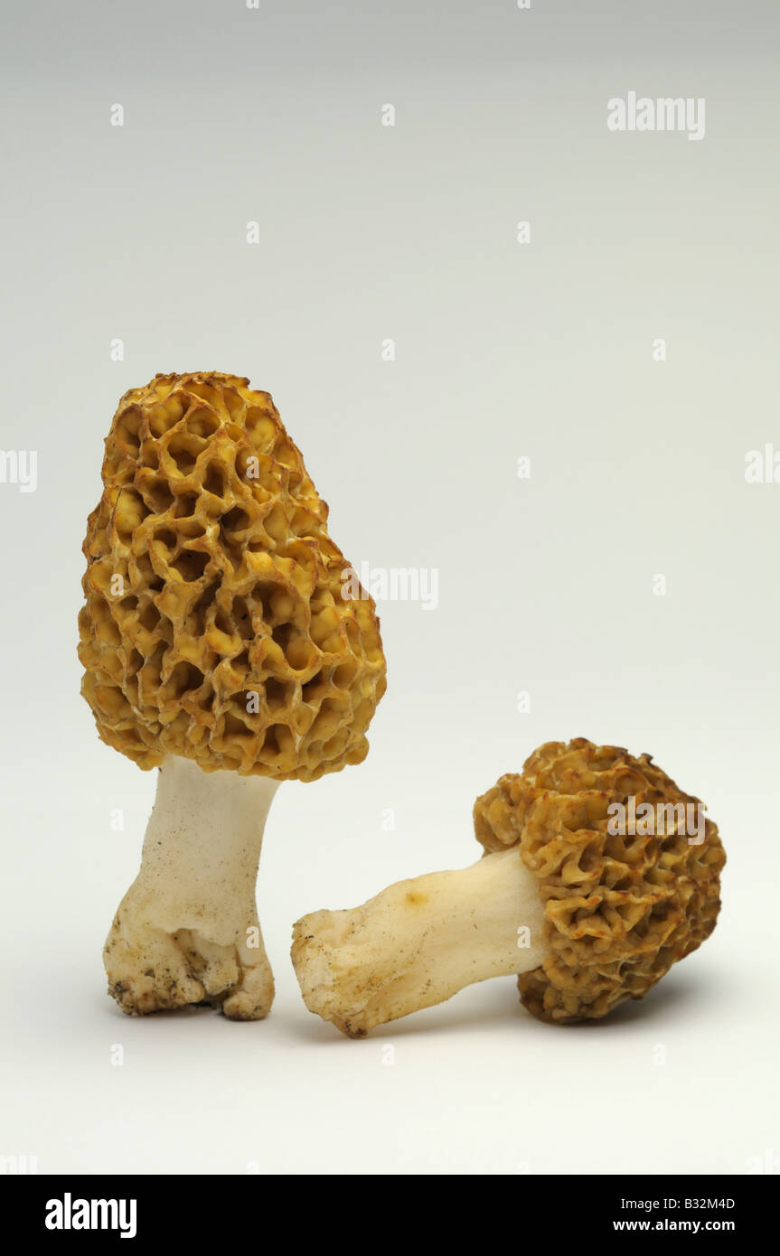 Yellow Morel, Common Morel (Morchella esculenta, Morchella rotunda, Morchella vulgaris), studio picture Stock Photo