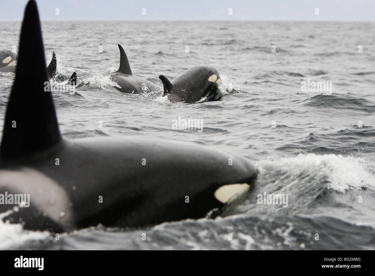 Orca Whale Killer Whale (Orcinus orca) Pod near the Lofoten Stock Photo ...
