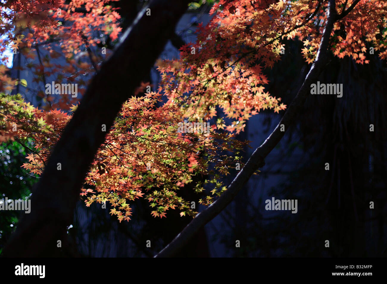 Nature Scenes In Japan Stock Photo