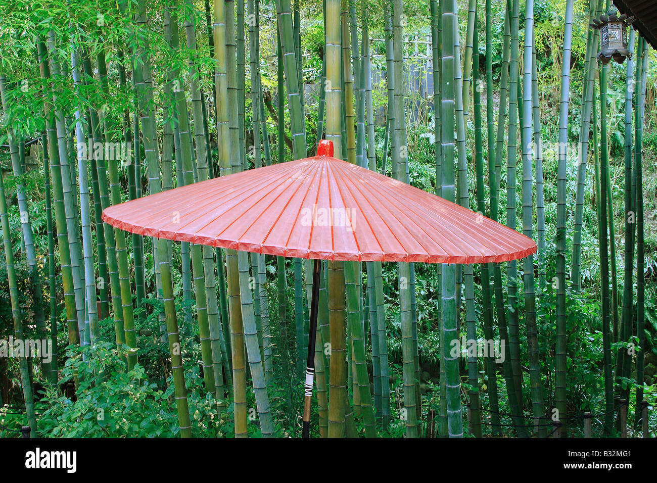 Bamboo Grove And Umbrella,Japan Stock Photo Alamy