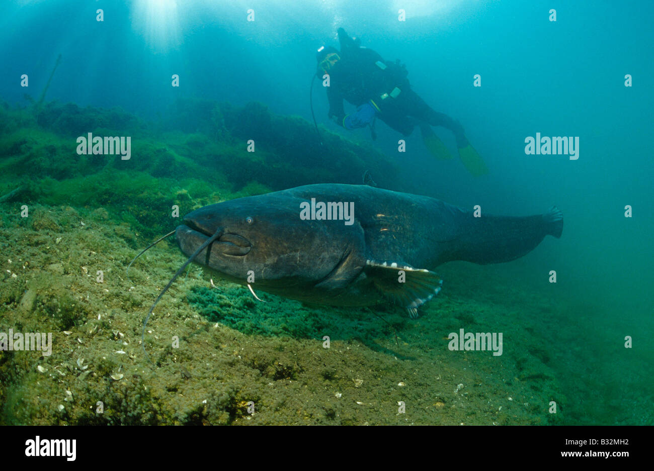European Catfish, Sheatfish (Silurus glanis). Male at nest with diver Stock Photo