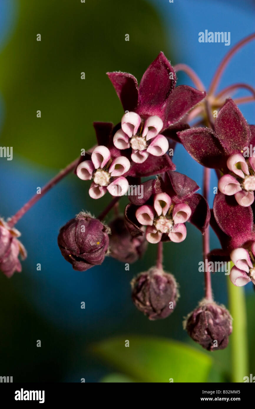 purple milkweed Stock Photo