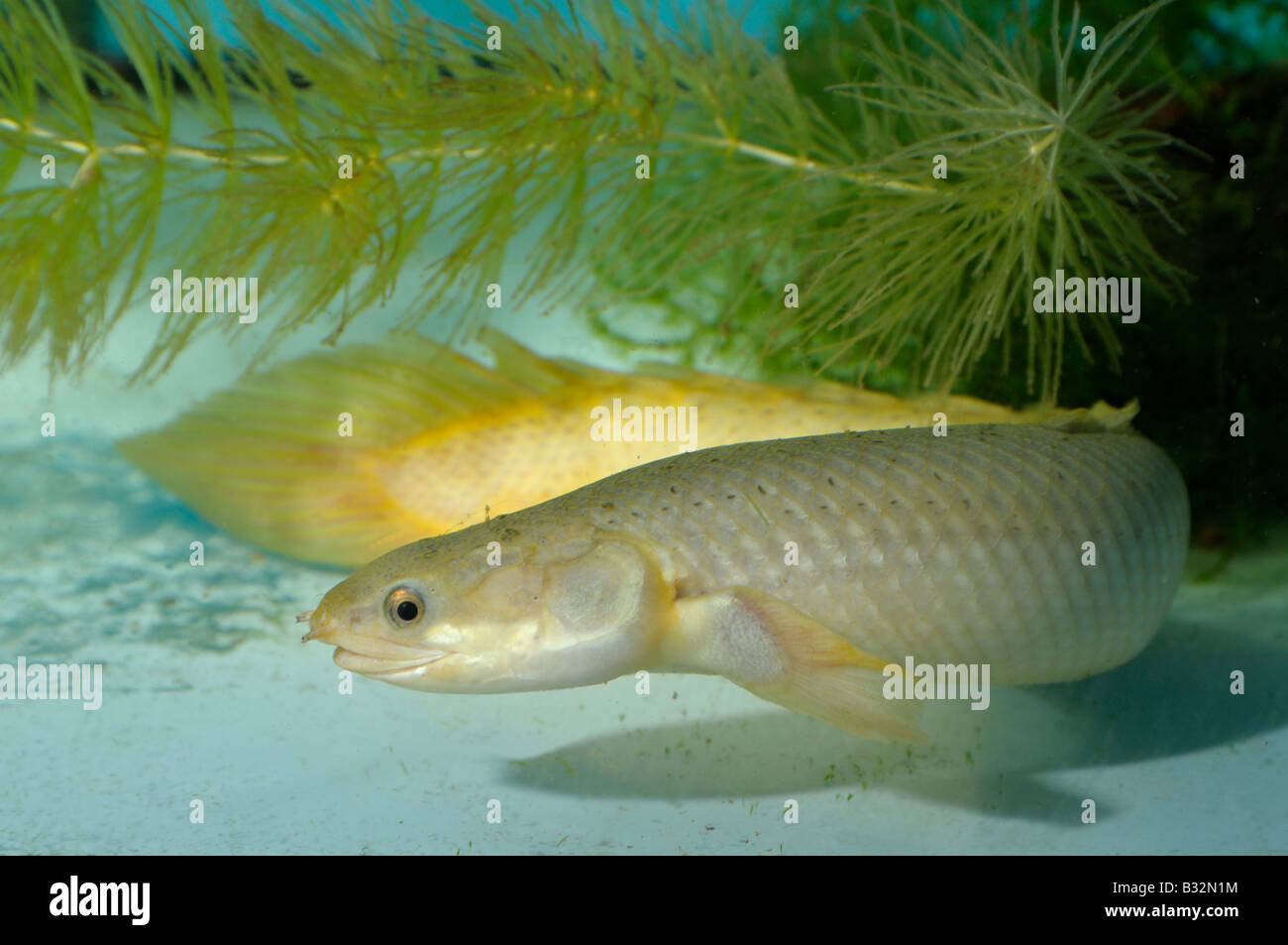 Reedfish, Ropefish, Snakefish (Erpetoichthys calabaricus) Stock Photo