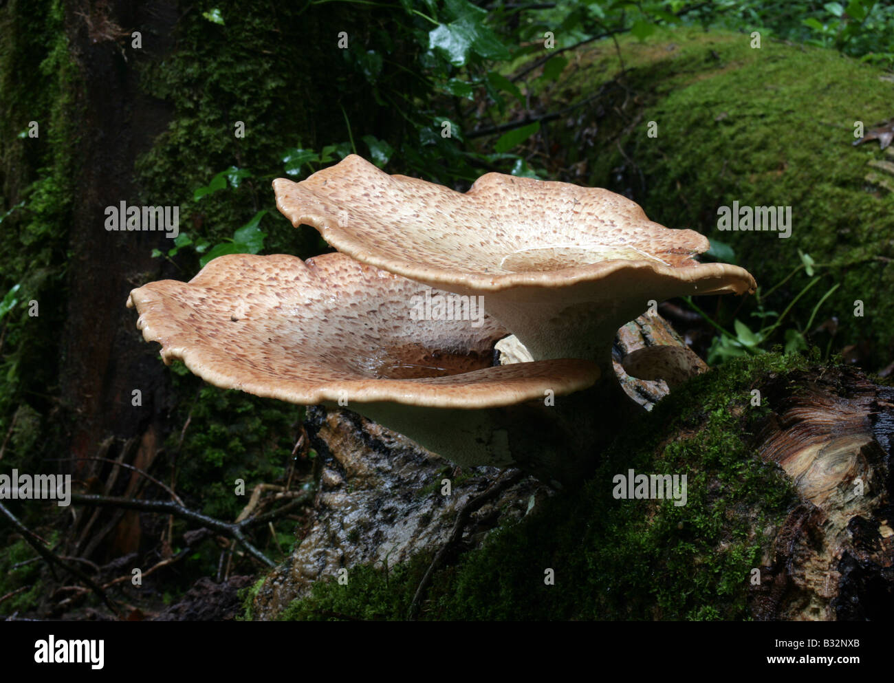 non edible woodland toadstool Stock Photo
