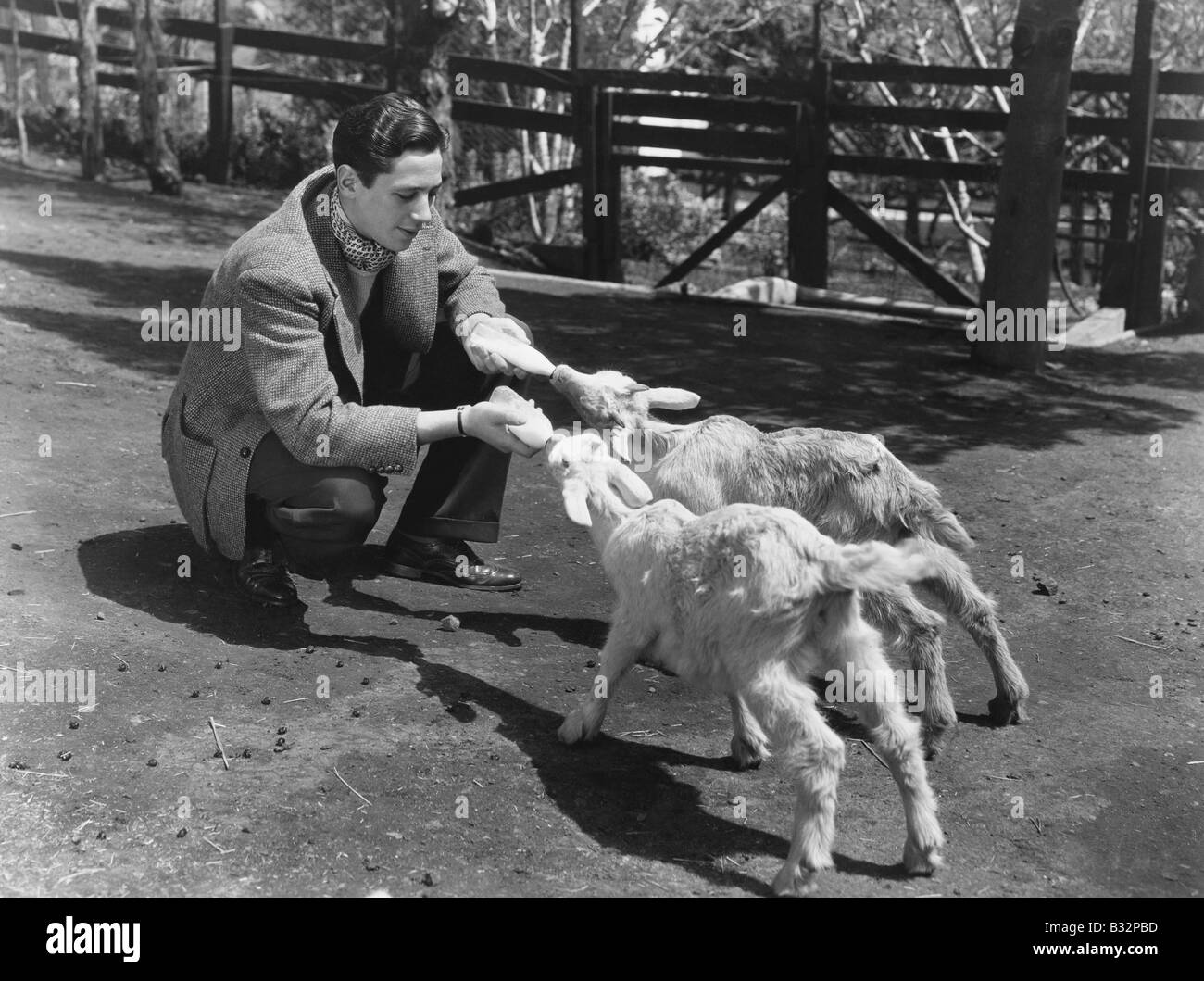 Man feeding two baby goats Stock Photo