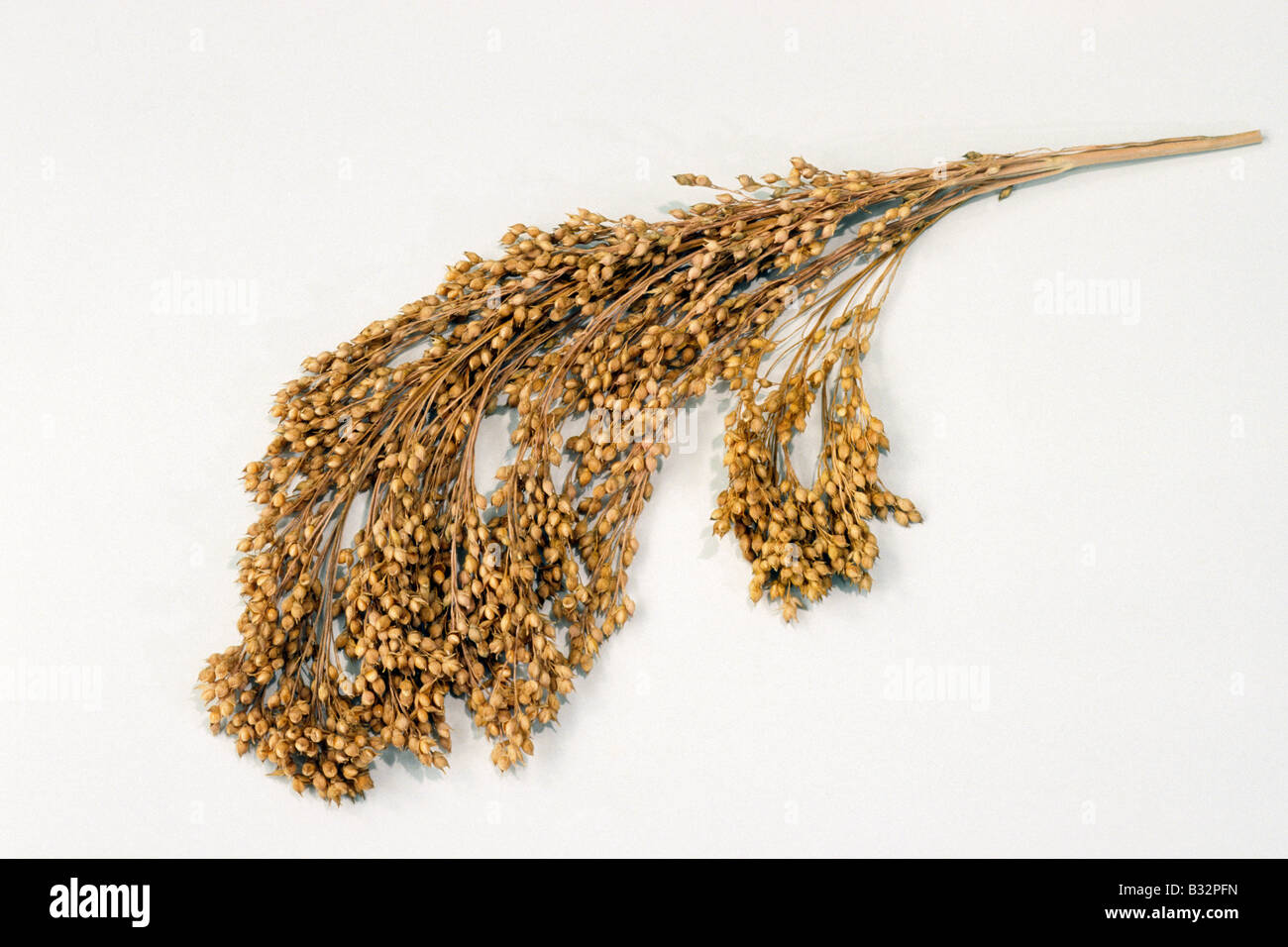 Millet bicolor), seed head, studio picture Stock Photo Alamy