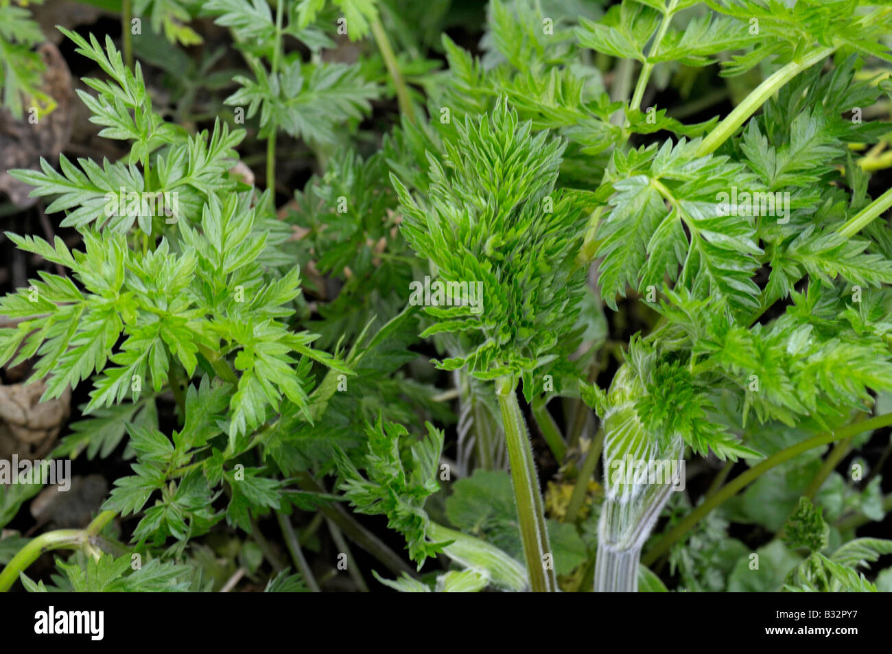 Cow Parsley, Wild Chervil, Wild Beaked Parsley (Anthriscus sylvestris) fresh leaves in spring Stock Photo