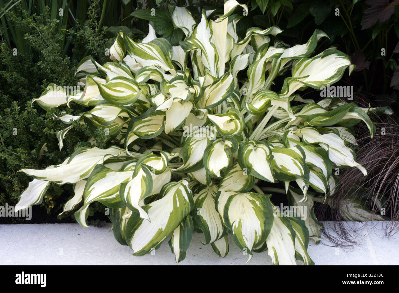 Hosta undulata variegated hosta Stock Photo