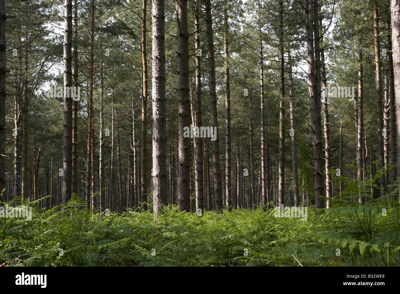 pine trees Stock Photo