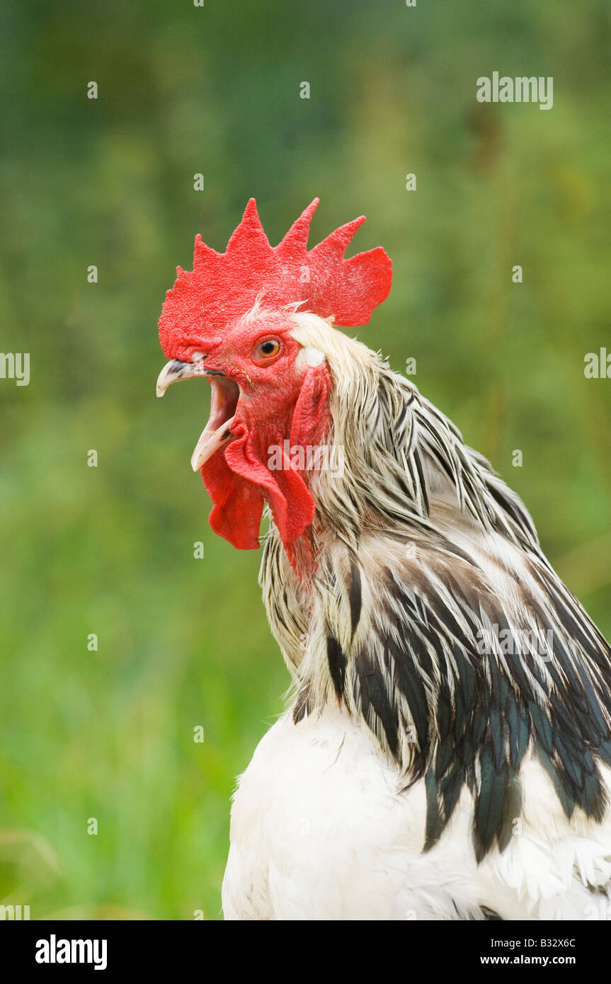Brahma Cockerel crowing Sussex UK august Stock Photo - Alamy