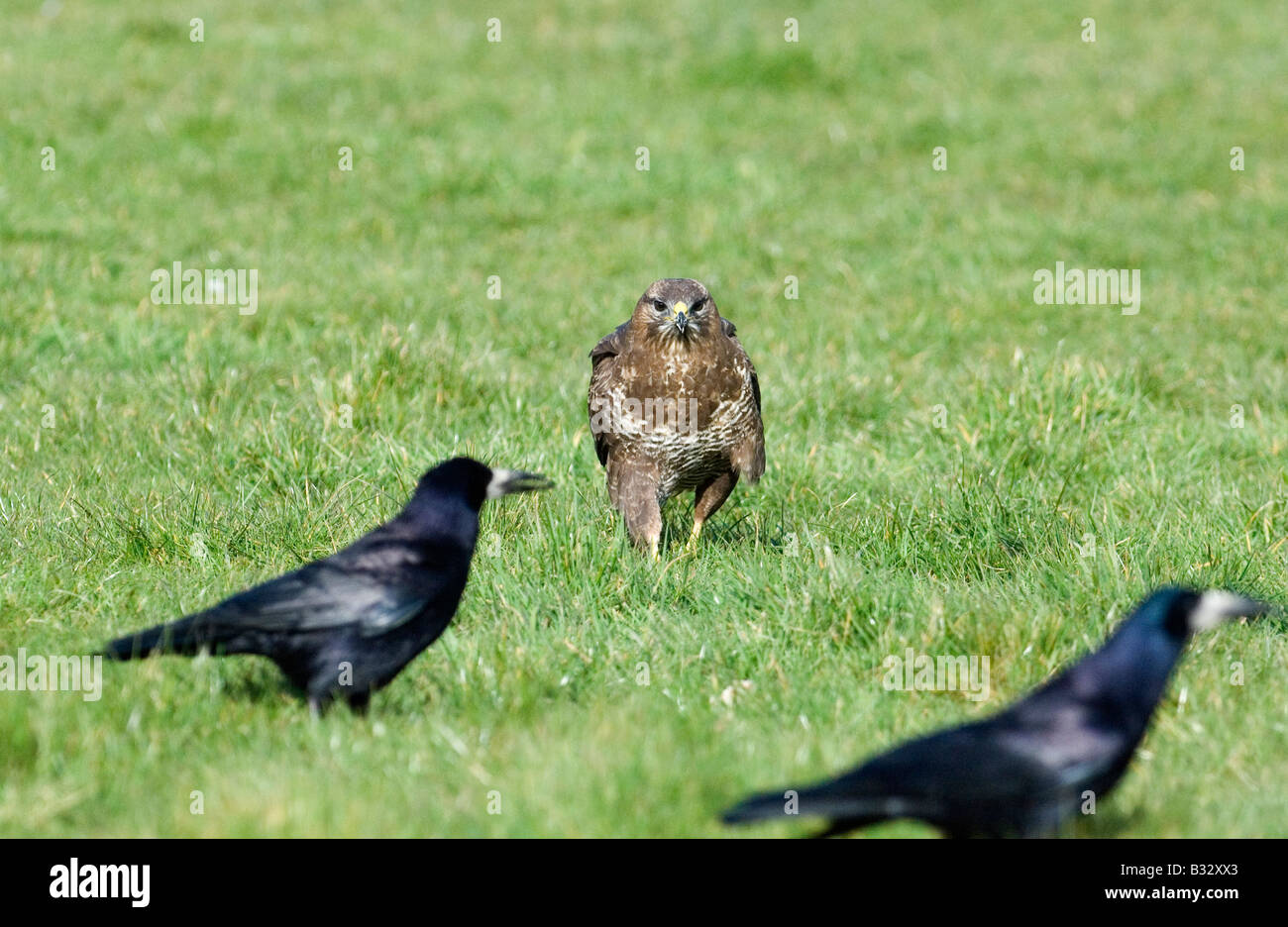 Common buzzard buzzard scavenging scavenger rook crow bird of prey hi