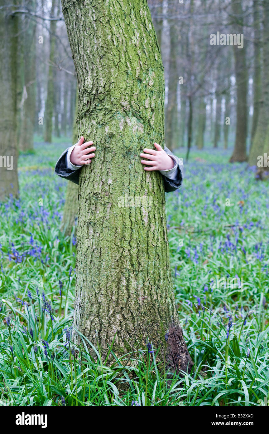 Young boy 3 yr old hugging tree in Bluebell wood Bucks UK April Stock Photo