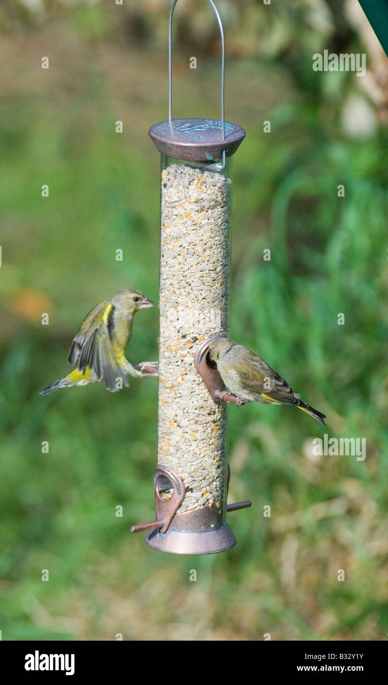 Greenfinches garden feeder hi-res stock photography and images - Alamy