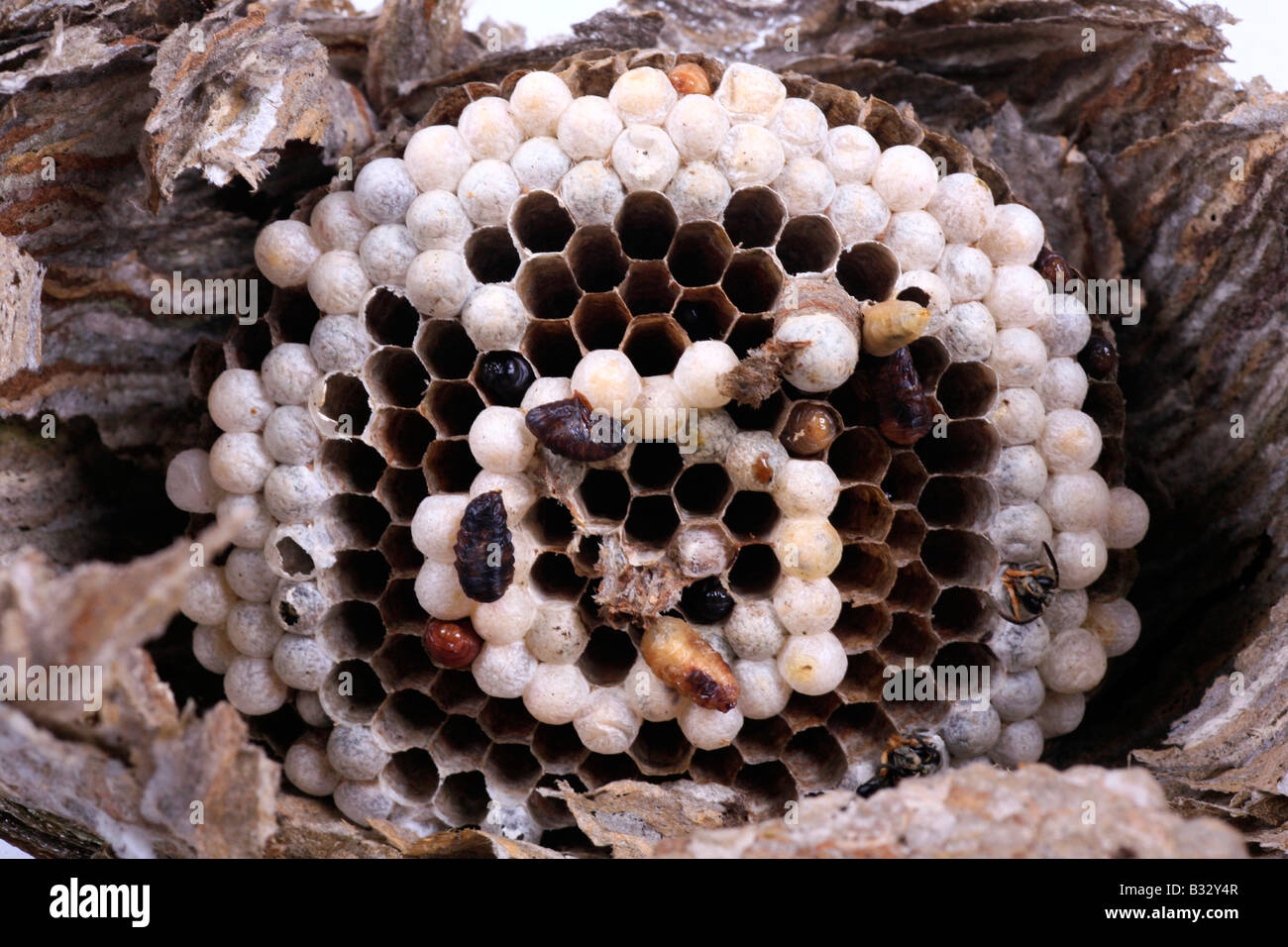 Dolichovespula saxonica, Saxon wasp Stock Photo
