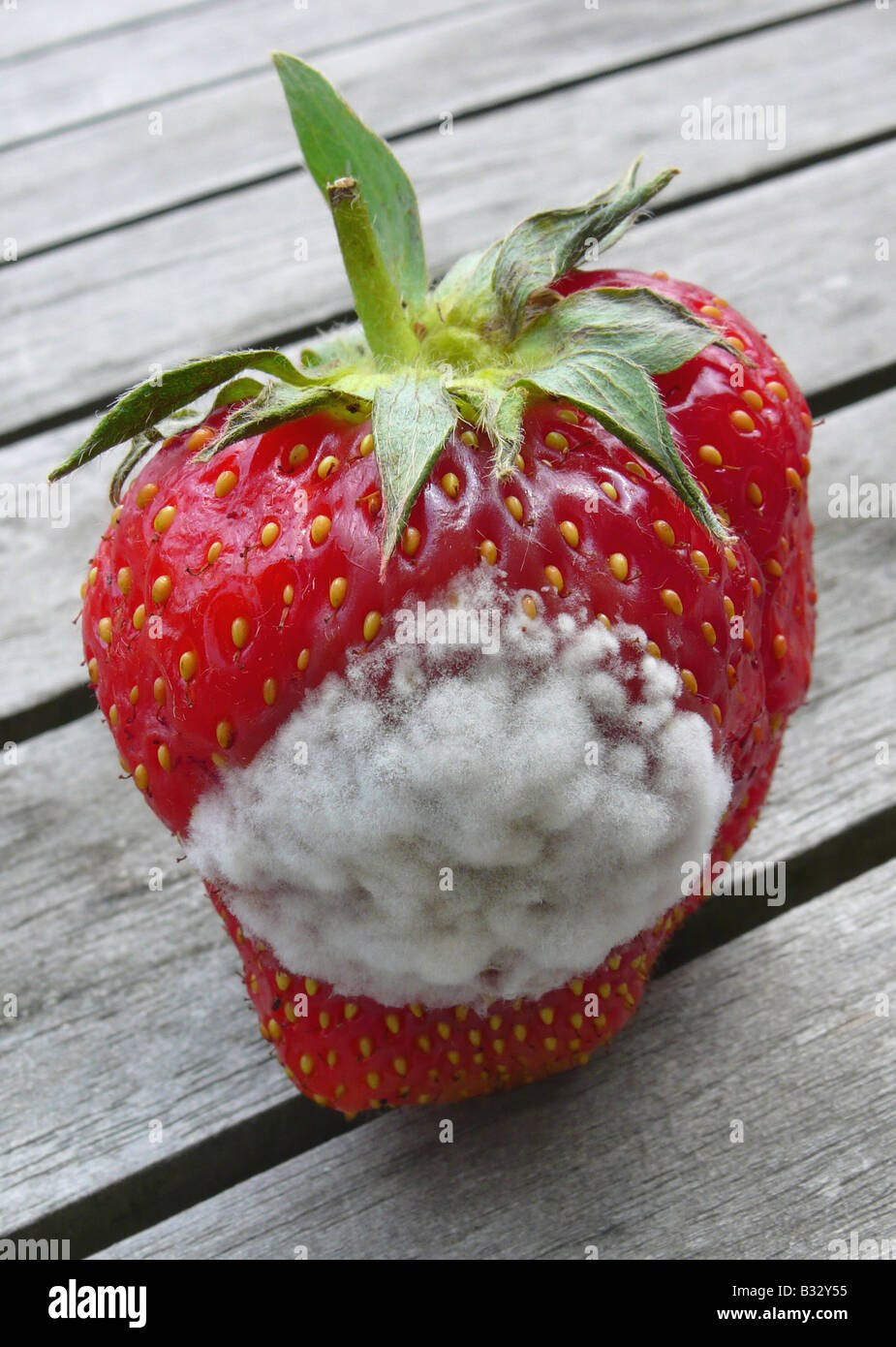 Strawberries with mold Stock Photo by leungchopan