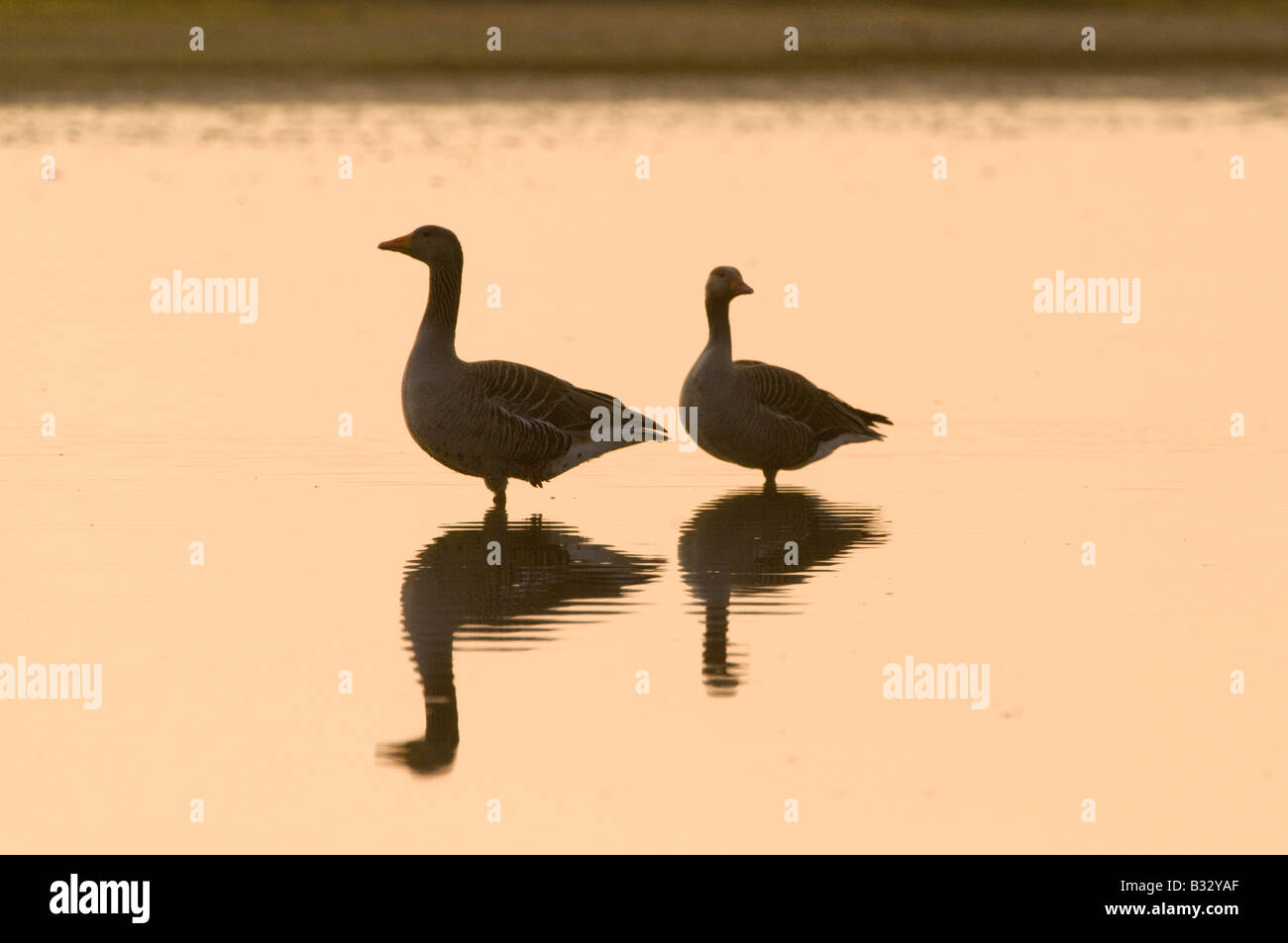 Greylag Geese Anser anser pair at dawn Titchwell Norfolk April Stock Photo