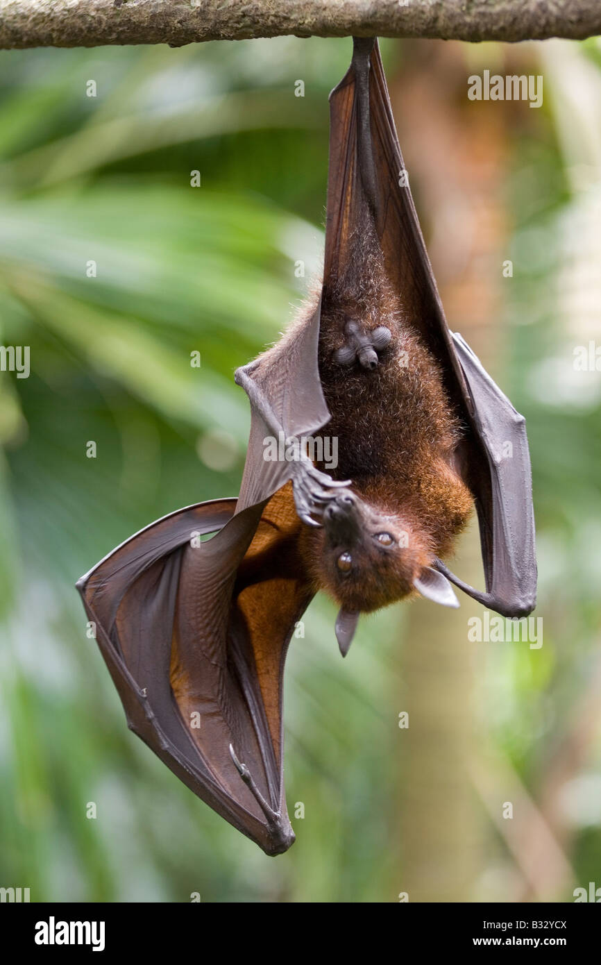 A fruit bat bites it's toe nails Stock Photo Alamy