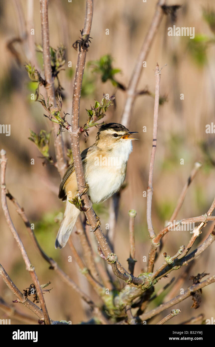 Sedge Warbler Acrocephalus schoenobaenus in song Cley Norfolk April Stock Photo