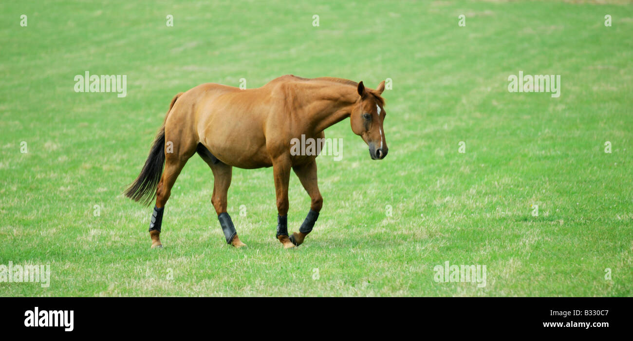 a sad and lonely horse troops from a field at the end of a hard days grazing Stock Photo