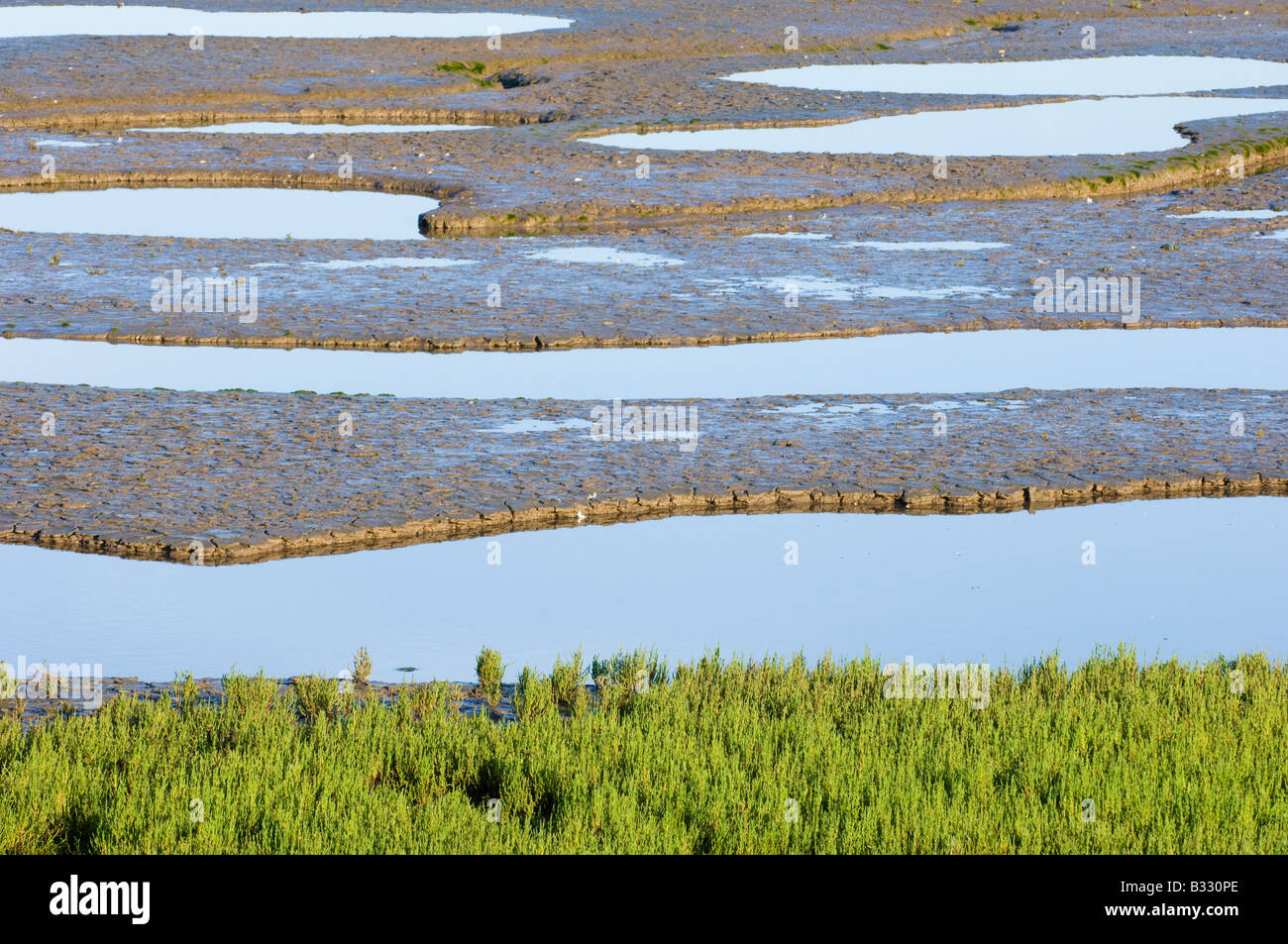 Samphire Growing By The Sea Hi-res Stock Photography And Images - Alamy