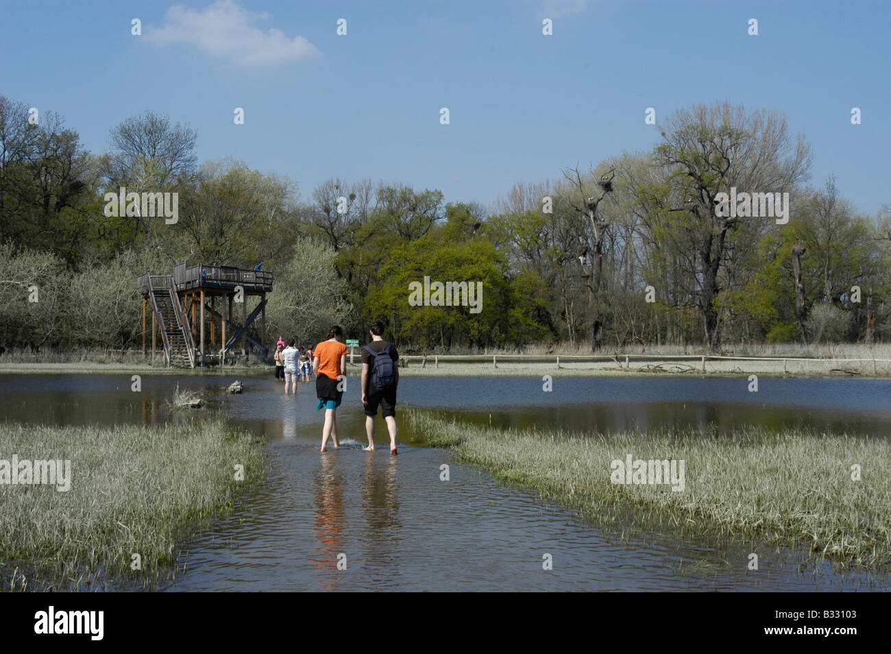 Marchegger wetlands at flood Stock Photo