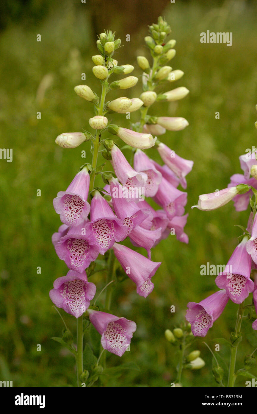 foxglove (digitalis purpurea L.) Stock Photo