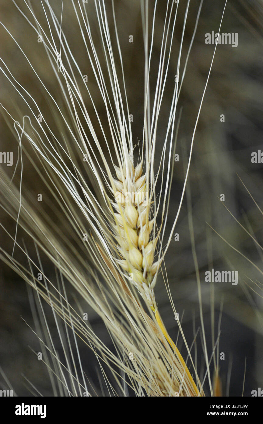 Six-lined barley (Hordeum vulgare L cv. hexadecimalcTic-hone) Stock Photo