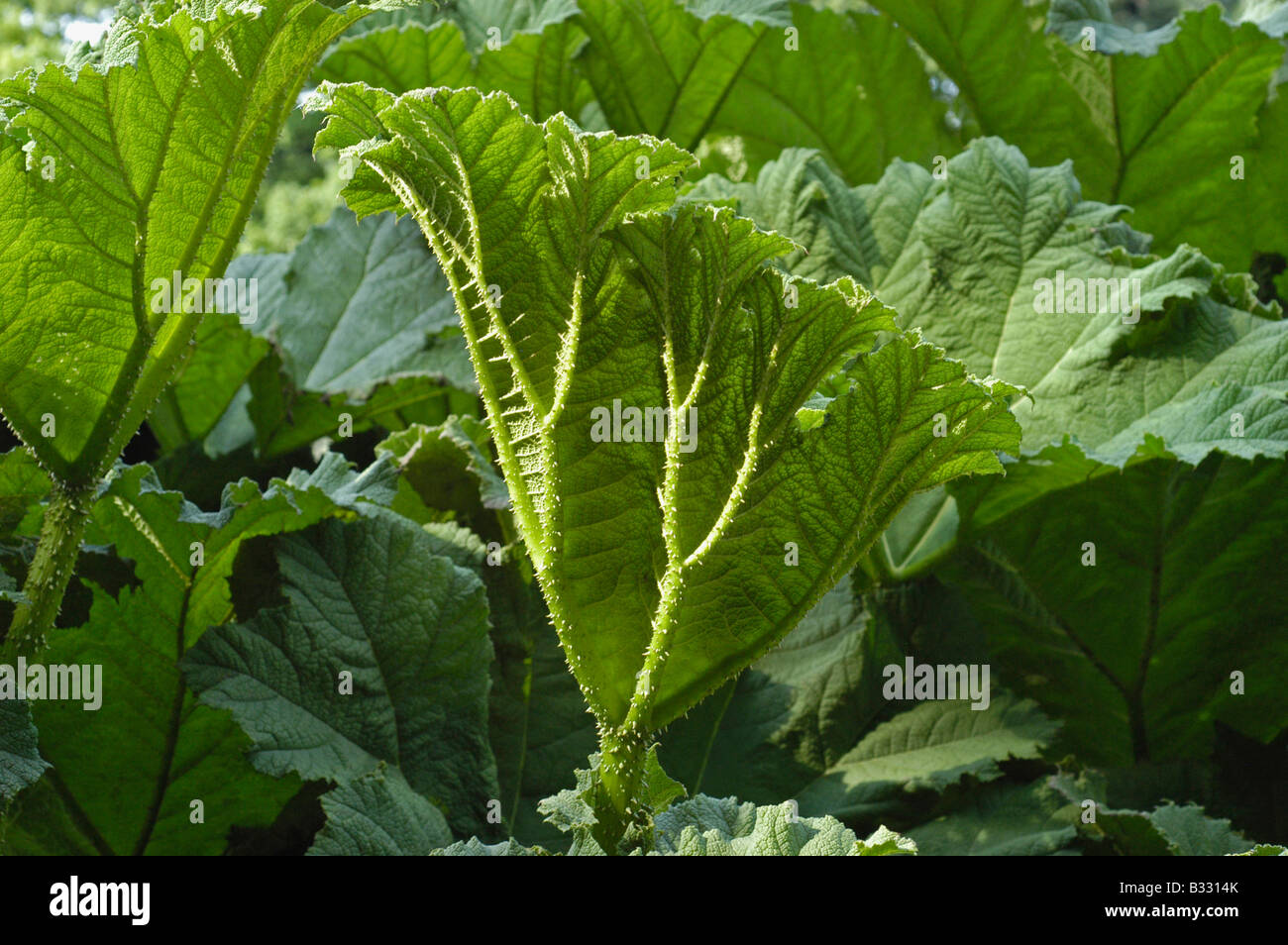 Giant rhubarb (Gunnera tinctoria) Stock Photo