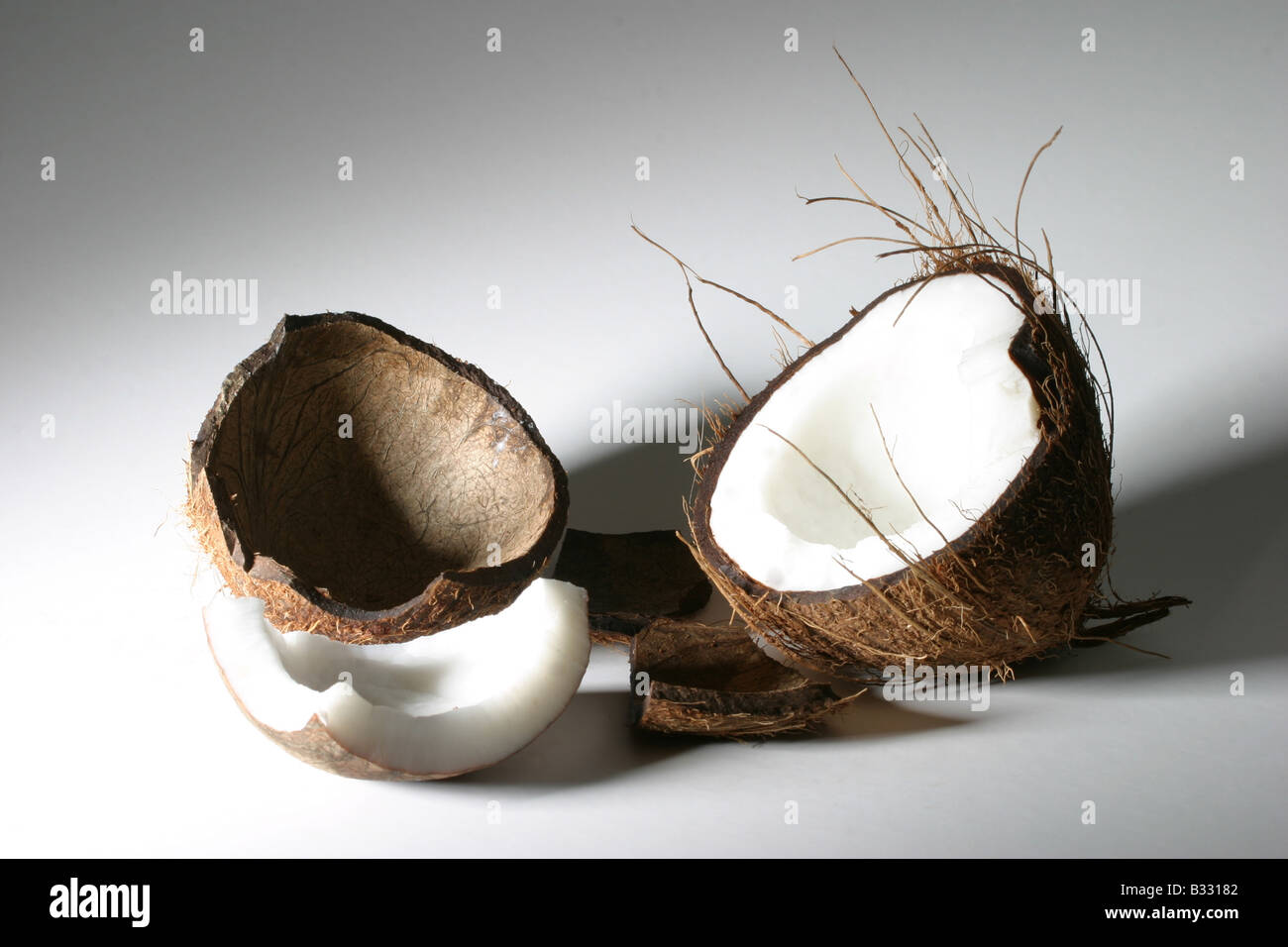Cocos nucifera, coconut palm Stock Photo